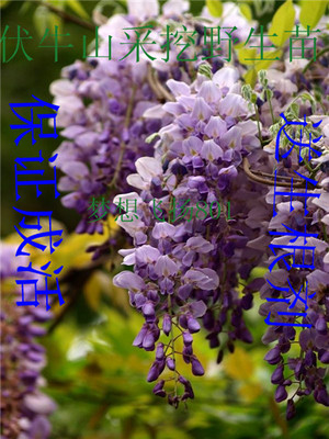 紫藤苗紫藤萝大苗观花植物盆景