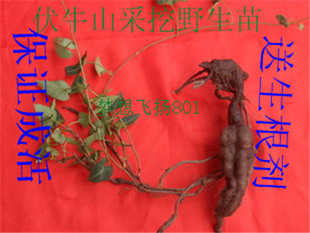 何首乌苗 带块茎制作盆景药材植物  保证成活10年老店买5送1