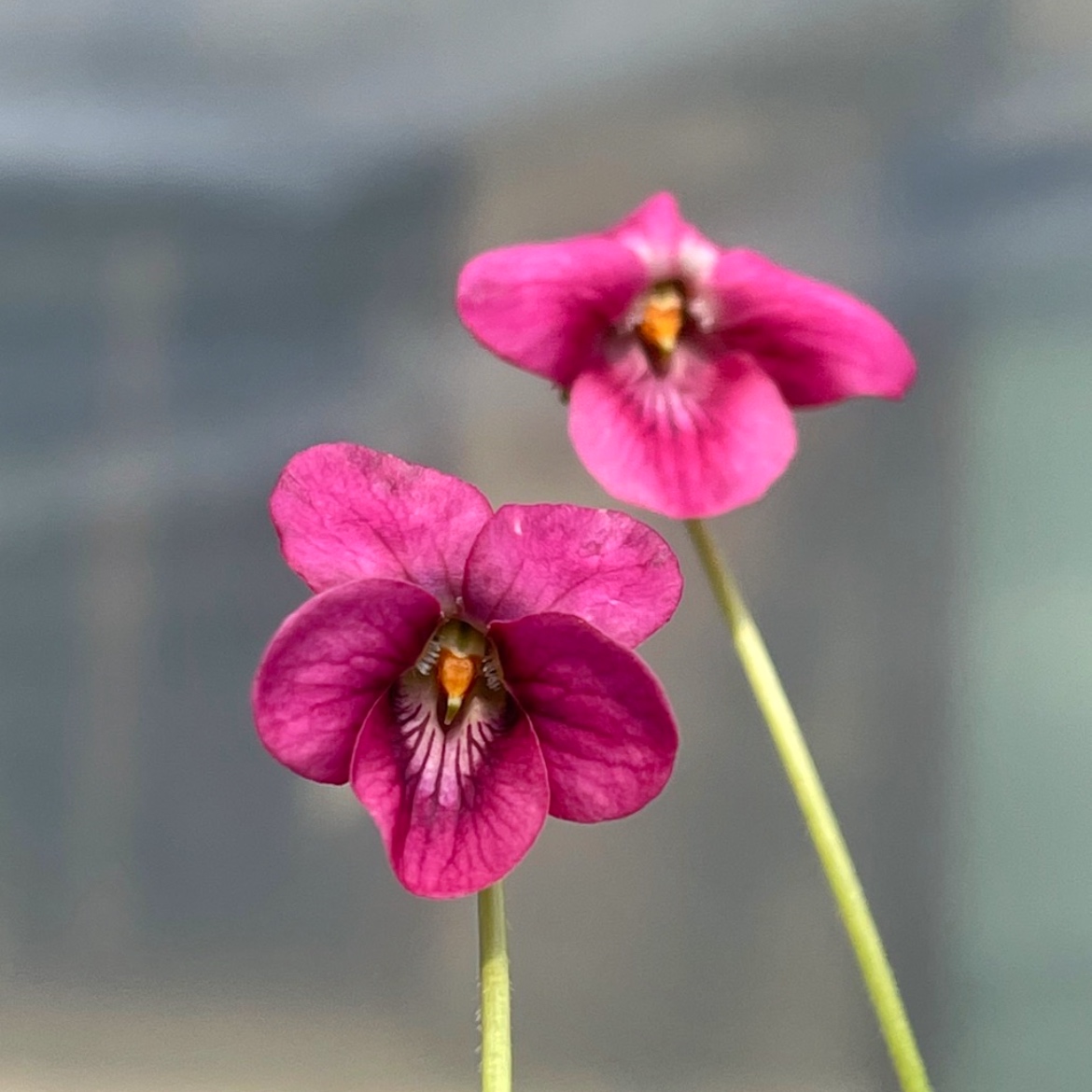 日本堇菜 Viola odorata'Opéra'