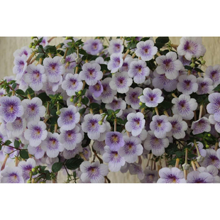 Verschaffelt Ambroise 包邮 苦苣苔花期长 长筒花Achimenes
