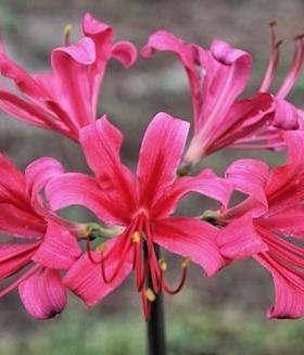 玫瑰石蒜 Lycoris rosea 彼岸花 量大接批