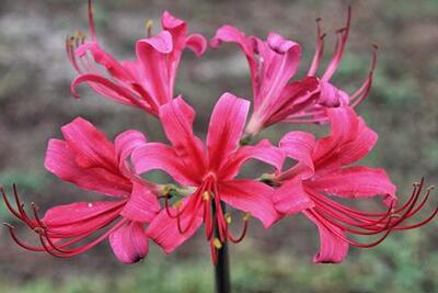 玫瑰石蒜 Lycoris rosea 彼岸花 量大接批