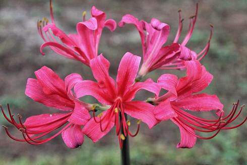 玫瑰石蒜 Lycoris rosea 彼岸花 量大接批