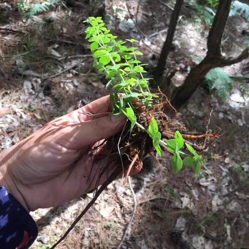 云南哀牢山野生小红参滇紫参鲜货