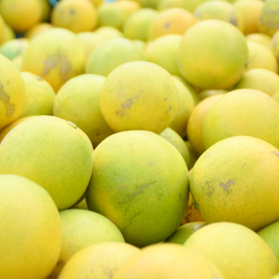 云南新平哀牢山冰糖橙甜橙新鲜甜橙黄斑果特价十斤装正在采摘发货