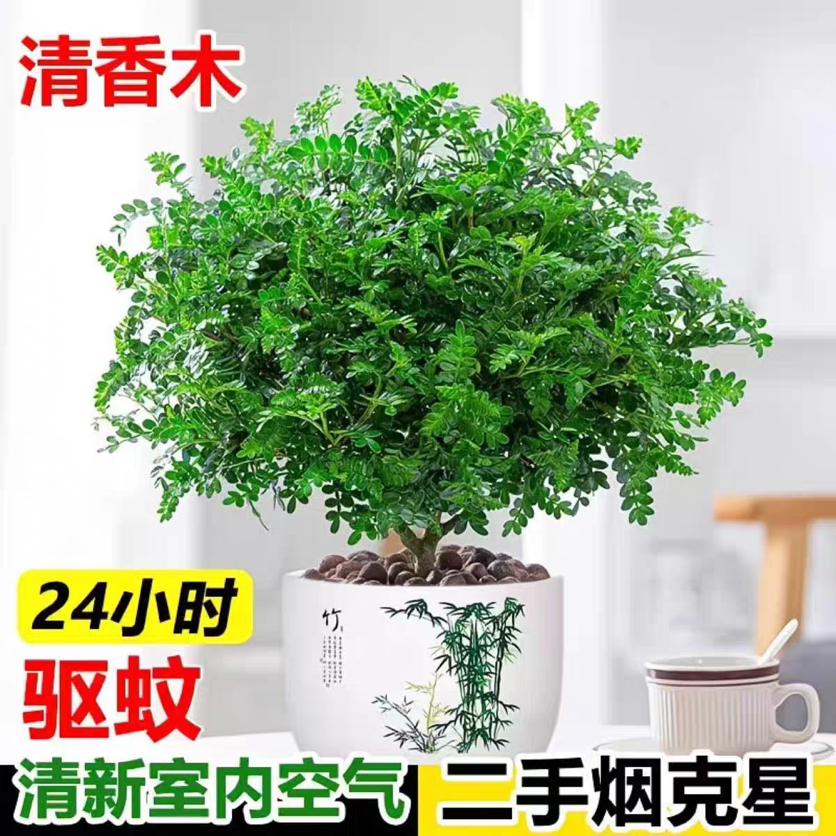正宗清香木胡椒木驱蚊防虫盆栽绿植四季好养吸甲醛净化空气室内外