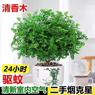 正宗清香木胡椒木驱蚊防虫盆栽绿植四季好养吸甲醛净化空气室内外