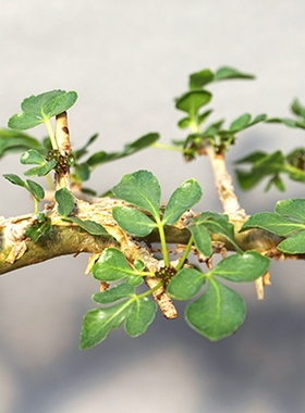 【2019年夏季团购Commiphora Logologo非洲珍稀橄榄】多肉块根