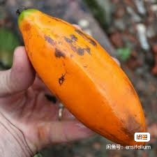 种子:Jacaratia digitata彩虹香蕉异木瓜