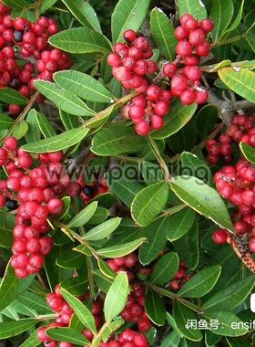 种子:Pistacia lentiscus乳香黄连木是漆树科黄连木属常绿灌木，