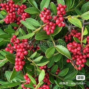种子:Pistacia lentiscus乳香黄连木是漆树科黄连木属常绿灌木，