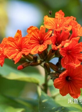 种子:Cordia sebestena是琉璃苣（Boraginaceae）的一种灌木