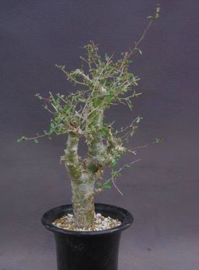 【2019夏团commiphora simplicifolia辛普利科利亚没药】多肉块根