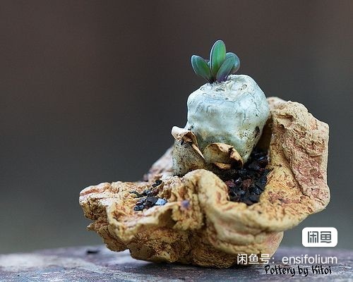 宙斯球厚敦菊 Othonna wrinkleana南非块根多肉植物