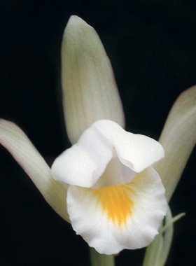 球茎:eulophia spectabilis (dennst.) suresh白花芋兰，