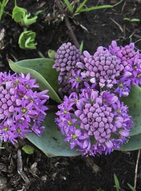 【2017秋团-非洲珍稀原生Ledebouria ovatifolia南非巨风信球茎】