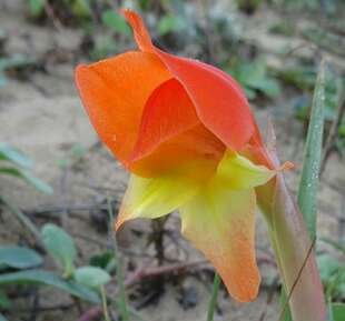【2017秋团-非洲珍稀块茎植物gladiolus dalenii原生剑兰】多肉