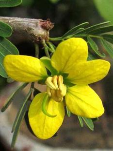 【2017秋季团购-非洲珍稀植物Senna meridionalis沙漠苏木】多肉