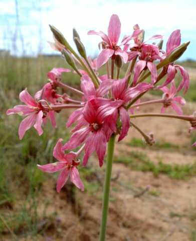 【2017年秋团-非洲珍稀植物pelargonium luridum块茎天竺葵】多肉
