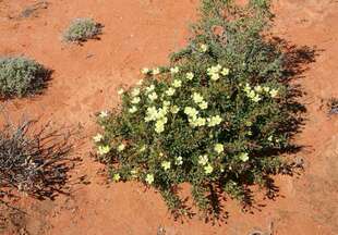 【2017夏团购-珍稀块茎植物刺月界Sarcocaulon ciliatum龙骨葵】