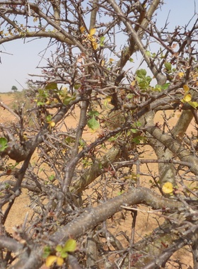 【2017夏团购-块茎commiphora SPP块茎没药，未命名品种】珍稀