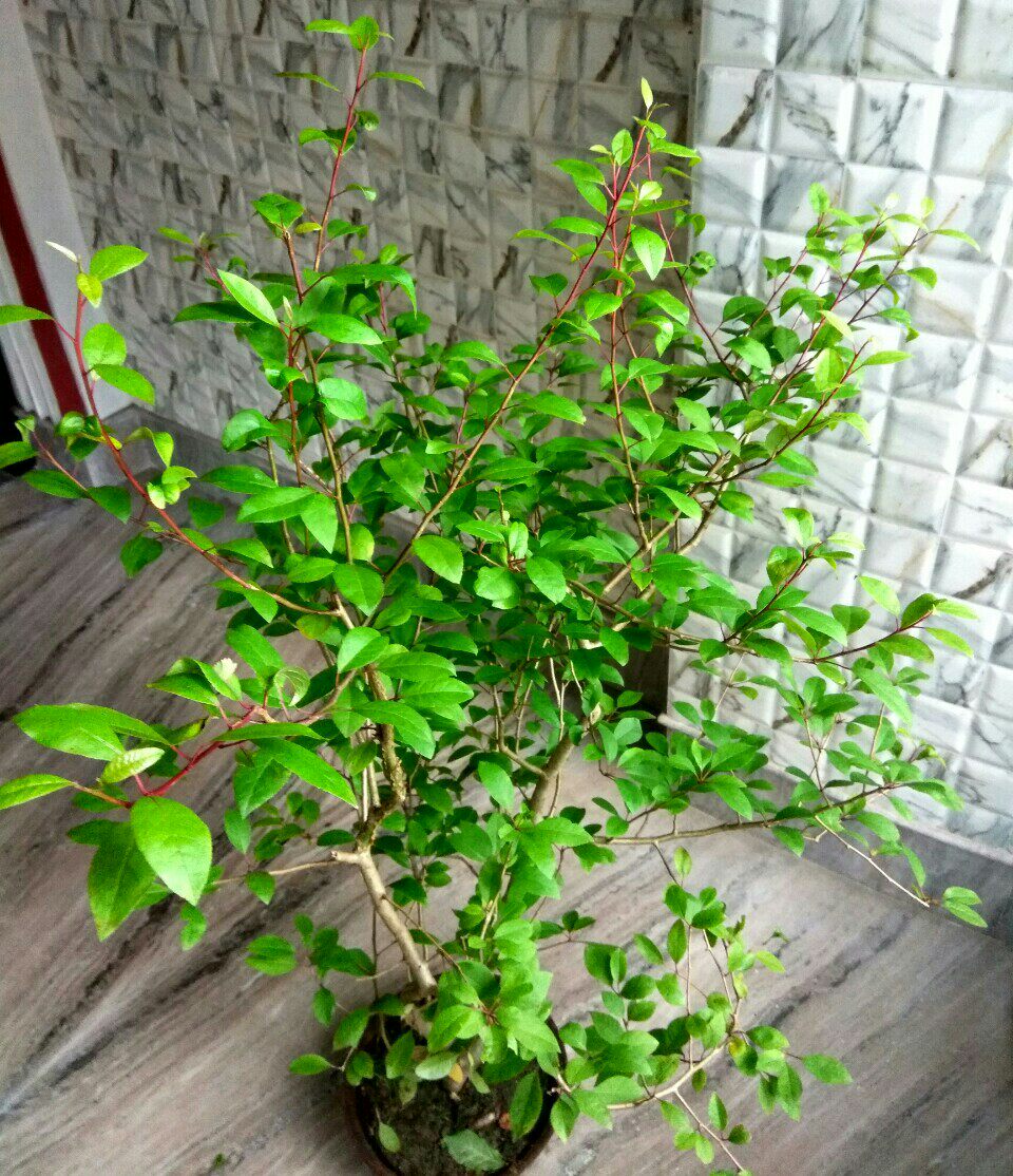 【2017夏团购-块茎commiphora madagascariensis马达加斯加没药】