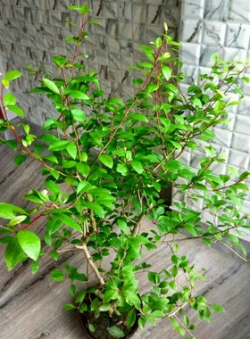 【2017夏团购-块茎commiphora madagascariensis马达加斯加没药】