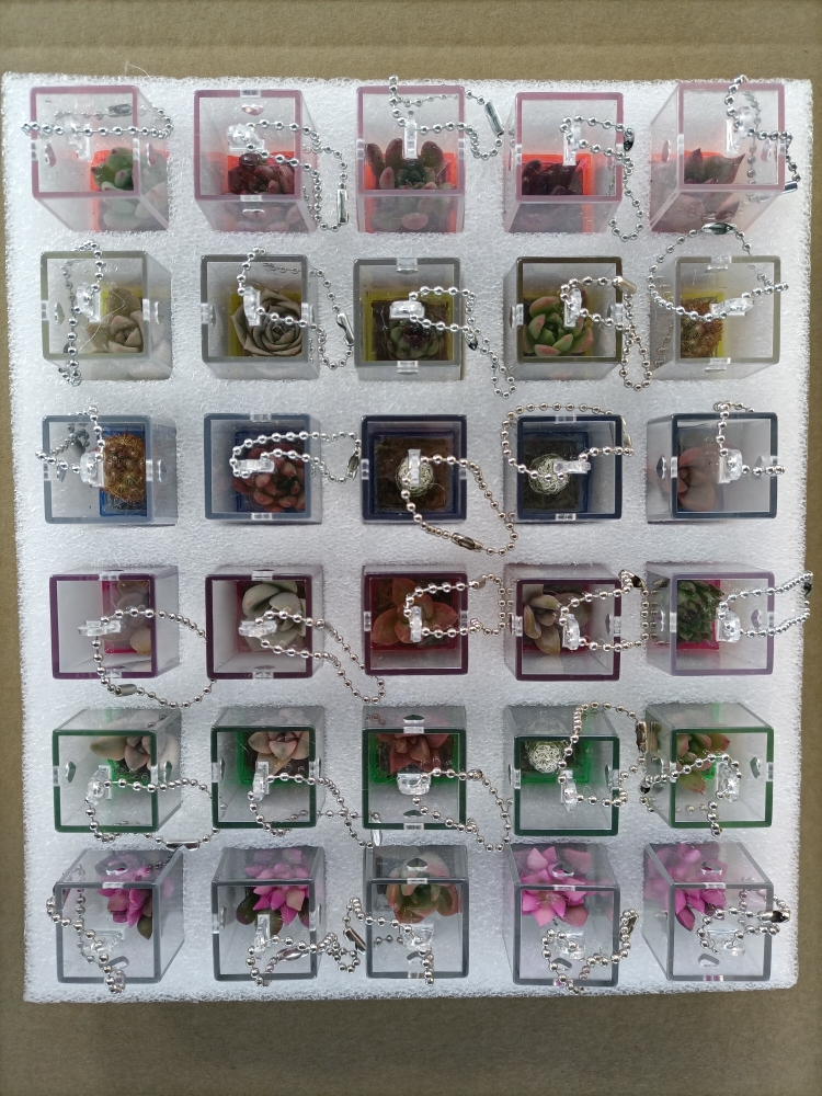 创意多肉植物挂件随身小盆栽学生礼品