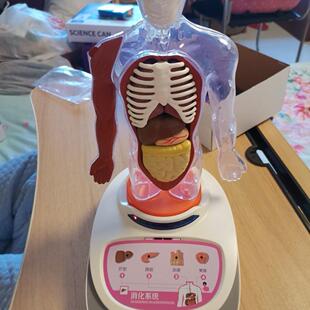 科学罐头人体解剖模型器官可拆卸儿童教学玩具我们的身体语音百科