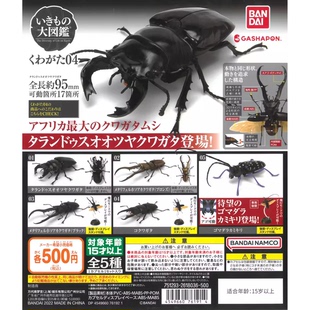 包邮 万代 生物大图鉴 锹形虫 4 扭蛋 星天牛 美他力弗细身赤锹甲