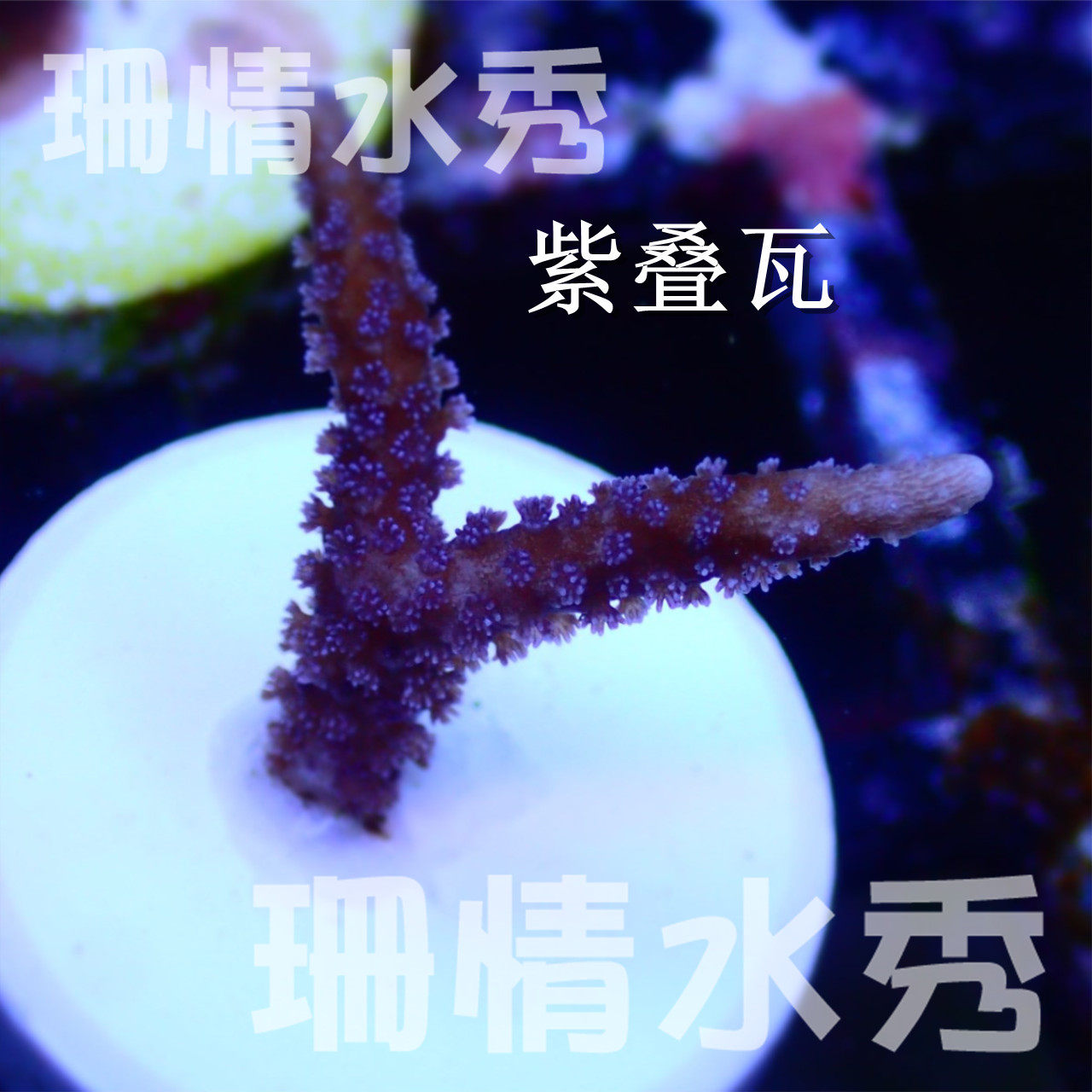 紫叠牙 叠瓦 新手易活 活体珊瑚硬骨sps断枝支全国顺丰空运包损