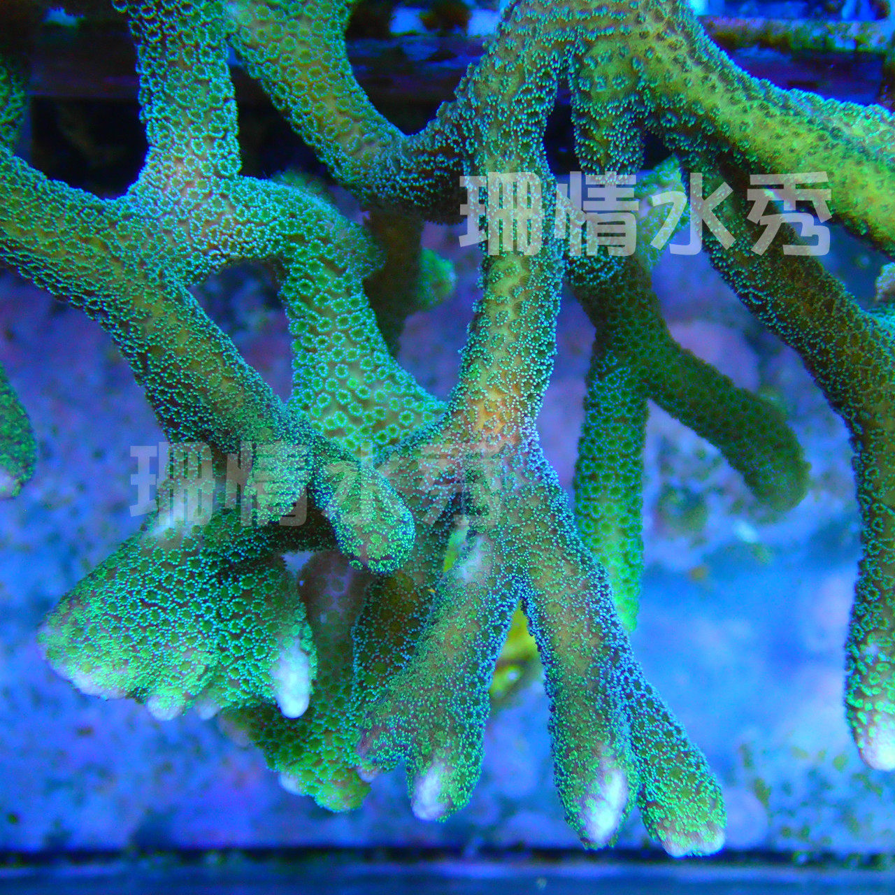 蓝绿叠瓦 新手易活 活体珊瑚硬骨sps断枝支全国顺丰空运包损