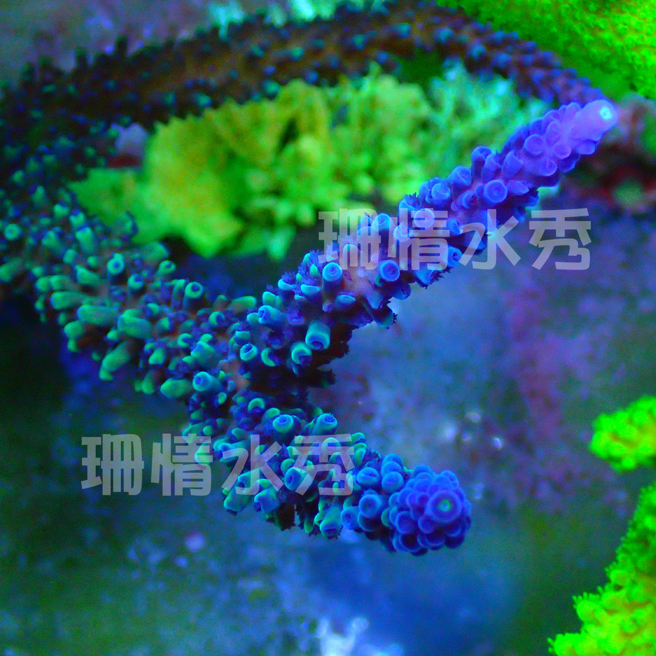 狗美女澳洲蓝长枝活体珊瑚人工断支海缸活体珊瑚硬骨sps断枝