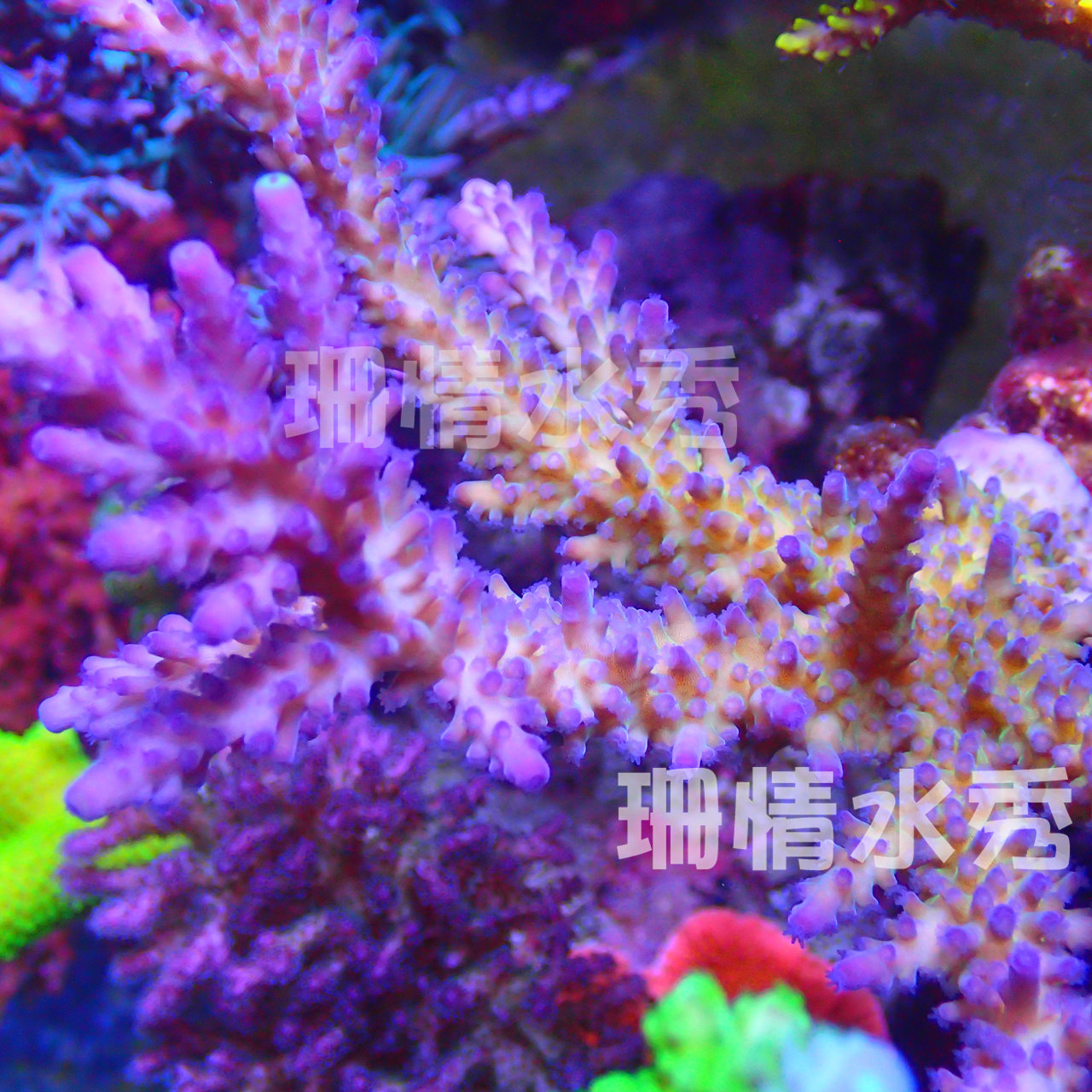 totorosa 紫头黄绿色身 鹿角/长枝 印尼活体珊瑚硬骨全国顺丰 x