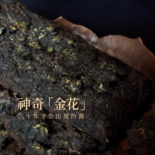 糯香金花藏茶欧标青茶2019雅安藏茶陈年砖茶可藏可品四川黑茶500g