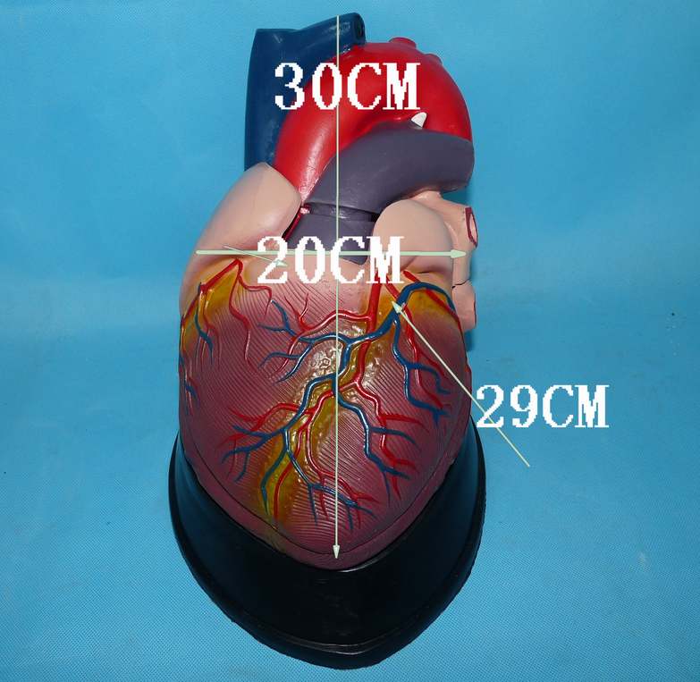 包邮大型心脏解剖模型内脏教学医用人体标X本讲解展示科