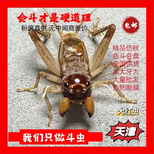 东北虫行稀有钨红色蛐蛐 蟋蟀活体 斗虫 鸣虫 棚虫包死亡断腿