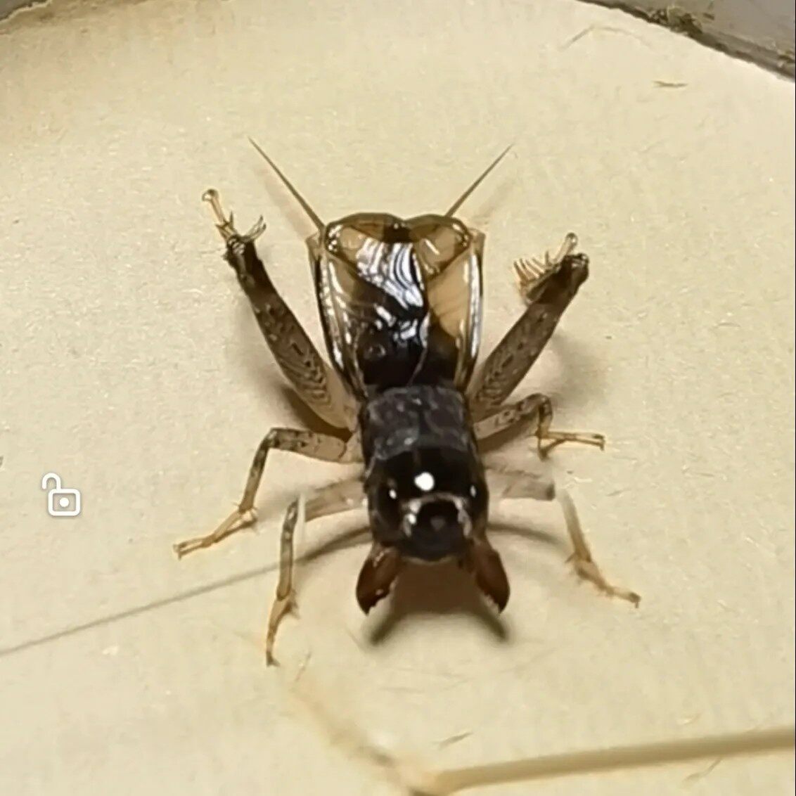 东北虫行 河北沧州野放蟋蟀二尾精品公虫斗虫包死亡断腿