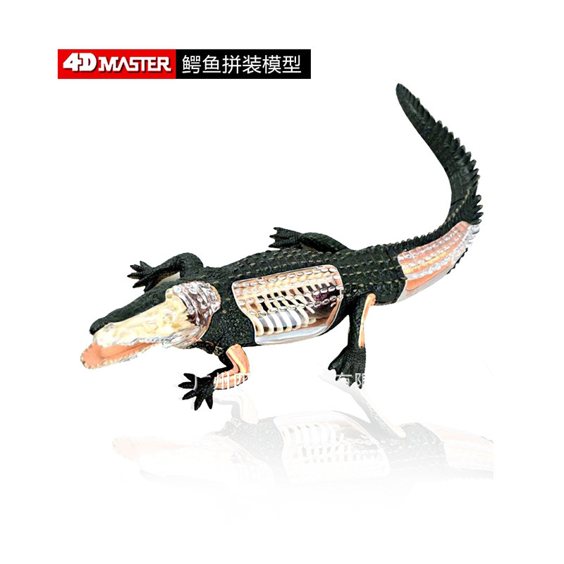 4D master 鳄鱼解剖拼装动物模型医学院教学用具儿童益智拼装玩具