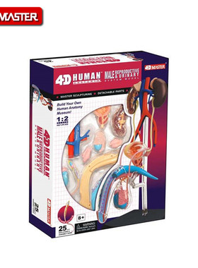 4D master 男性生殖系统模型 儿童玩具小学生医学院生物人体拼装