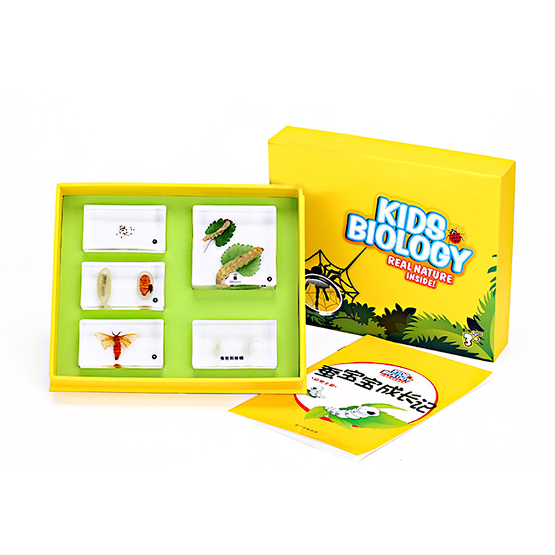 蚕宝宝成长记活体标本儿童玩具幼儿园教具自然生物科学七色花幼教