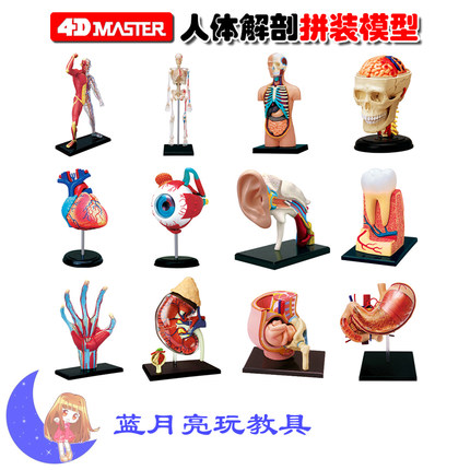 4D MASTER 内脏心脏眼球耳朵牙齿骨骼胃模型 幼儿园人体科学教具