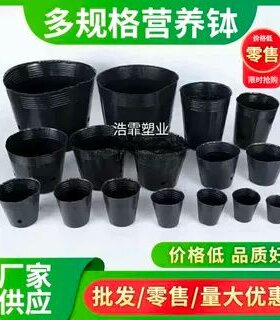 散装花卉树苗柑橘脐橙营养钵包邮