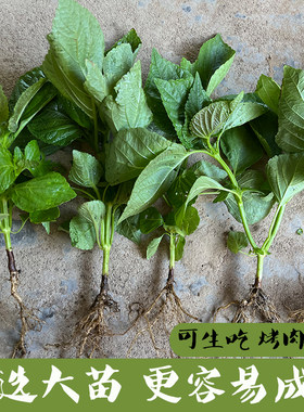 韩国绿苏子叶苗包烤肉生吃品种新鲜食用泡菜蘸酱绿苏子苗香草盆