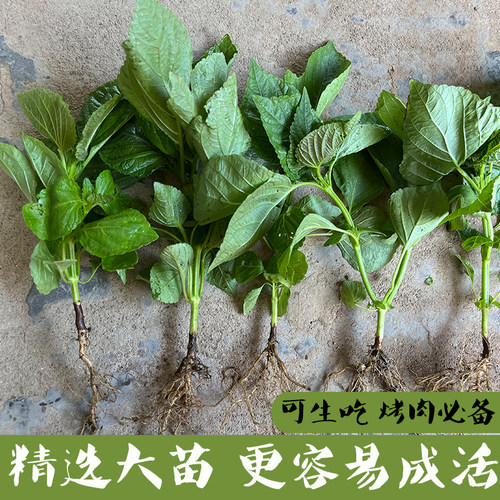 韩国绿苏子叶苗包烤肉生吃品种新鲜食用泡菜蘸酱绿苏子苗香草盆