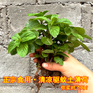 正宗清凉带根土薄荷苗老品种可食用中华香草泡茶调酒驱蚊药食盆栽