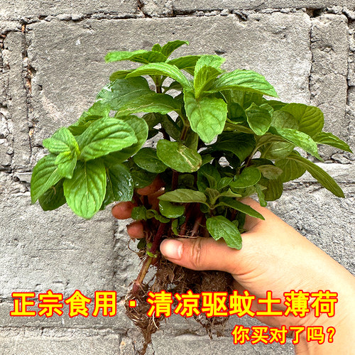正宗清凉带根土薄荷苗老品种可食用中华香草泡茶调酒驱蚊药食盆栽