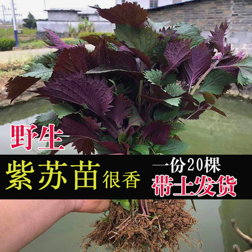 紫苏苗20棵带根带土发