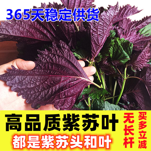 现摘新鲜紫苏叶纯叶 去腥提味可烧鱼虾蟹螺蛳可食用香料无长杆
