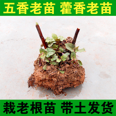 四川五香叶藿香苗3年老桩苗现挖带土发可食用河南香草大茴香
